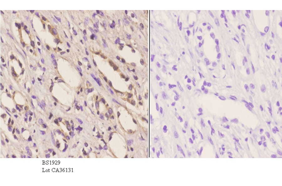 Anti-PKA IIα reg (P68) Antibody from Bioworld Technology (BS1929) - Antibodies.com
