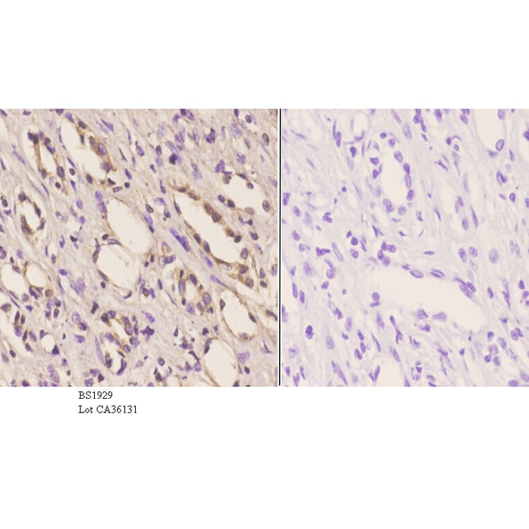 Anti-PKA IIα reg (P68) Antibody from Bioworld Technology (BS1929) - Antibodies.com