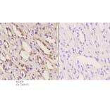 Anti-PKA IIα reg (P68) Antibody from Bioworld Technology (BS1929) - Antibodies.com