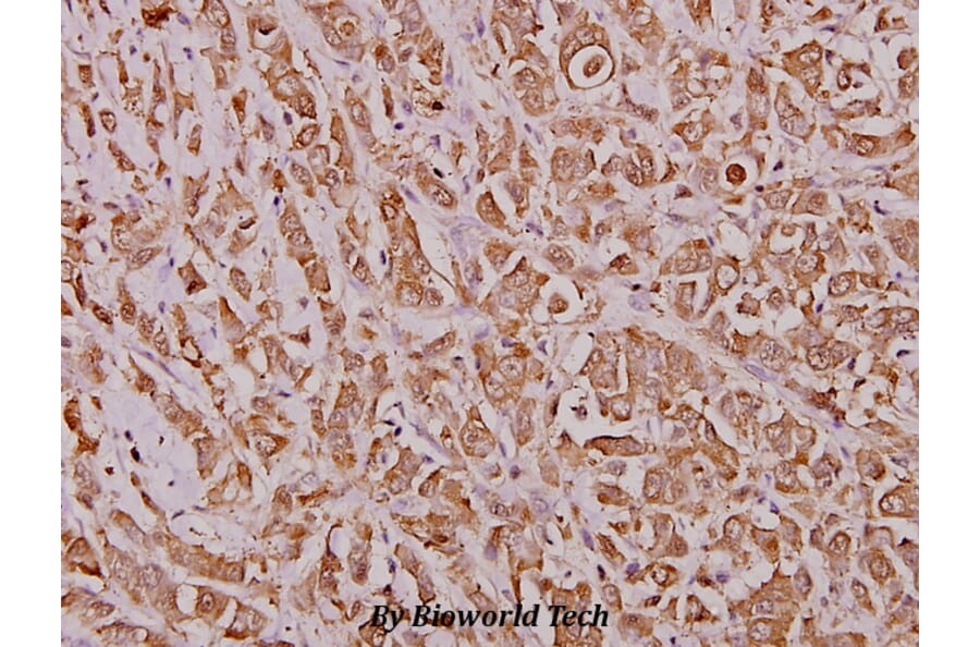 Anti-IRF-2 (K129) Antibody from Bioworld Technology (BS1930) - Antibodies.com