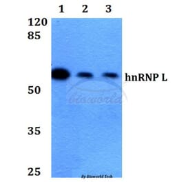 Anti-hnRNP L (G58) Antibody from Bioworld Technology (BS1931) - Antibodies.com