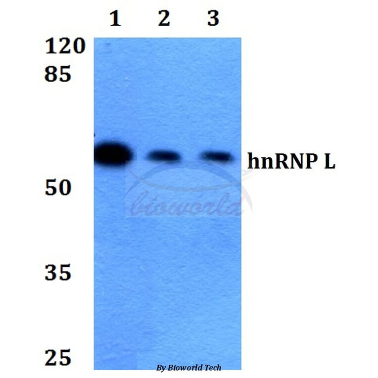 Anti-hnRNP L (G58) Antibody from Bioworld Technology (BS1931) - Antibodies.com
