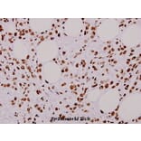 Anti-hnRNP L (G58) Antibody from Bioworld Technology (BS1931) - Antibodies.com