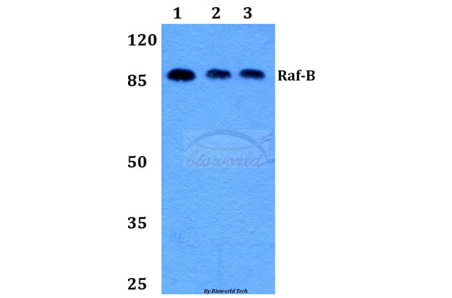Anti-Raf-B (Y198) Antibody from Bioworld Technology (BS1932) - Antibodies.com