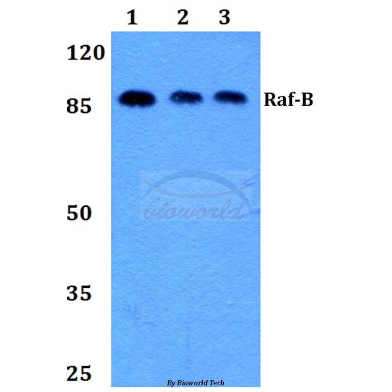 Anti-Raf-B (Y198) Antibody from Bioworld Technology (BS1932) - Antibodies.com