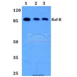 Anti-Raf-B (Y198) Antibody from Bioworld Technology (BS1932) - Antibodies.com