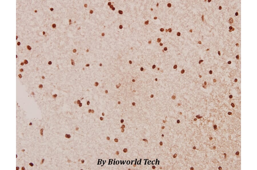Anti-Raf-B (Y198) Antibody from Bioworld Technology (BS1932) - Antibodies.com
