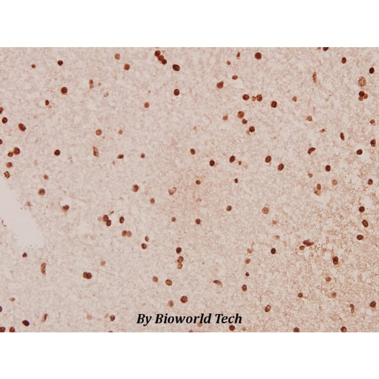 Anti-Raf-B (Y198) Antibody from Bioworld Technology (BS1932) - Antibodies.com