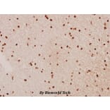 Anti-Raf-B (Y198) Antibody from Bioworld Technology (BS1932) - Antibodies.com