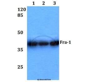 Anti-Fra-1 (D134) Antibody from Bioworld Technology (BS1933) - Antibodies.com