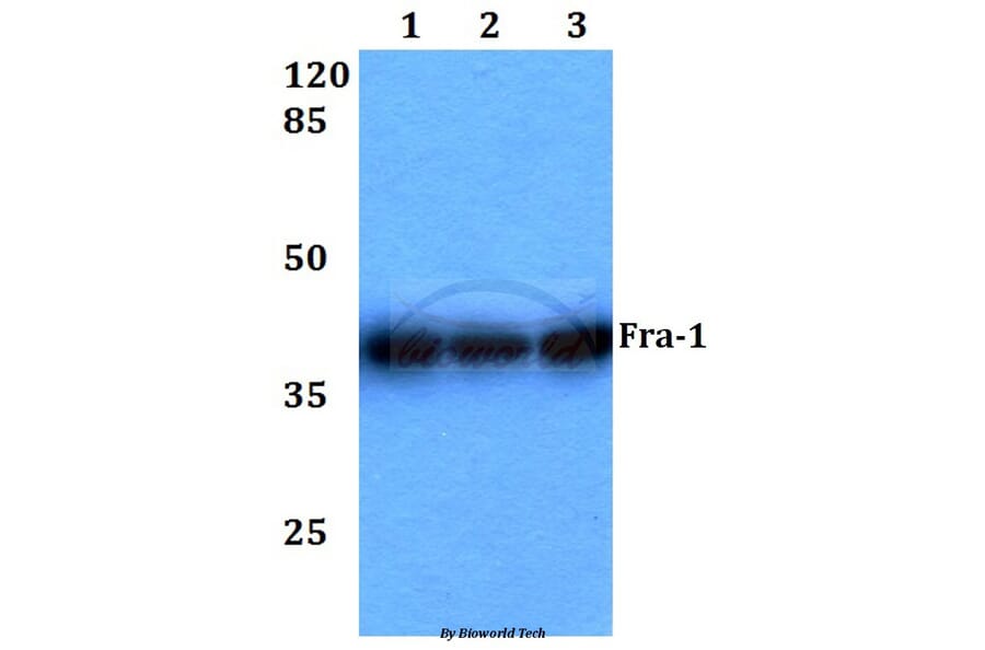 Anti-Fra-1 (D134) Antibody from Bioworld Technology (BS1933) - Antibodies.com