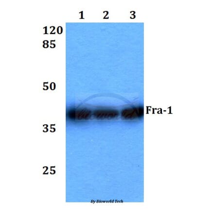 Anti-Fra-1 (D134) Antibody from Bioworld Technology (BS1933) - Antibodies.com