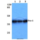 Anti-Fra-1 (D134) Antibody from Bioworld Technology (BS1933) - Antibodies.com