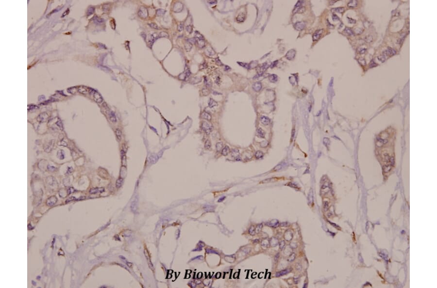 Anti-Fra-1 (D134) Antibody from Bioworld Technology (BS1933) - Antibodies.com