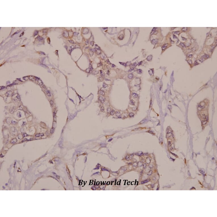 Anti-Fra-1 (D134) Antibody from Bioworld Technology (BS1933) - Antibodies.com