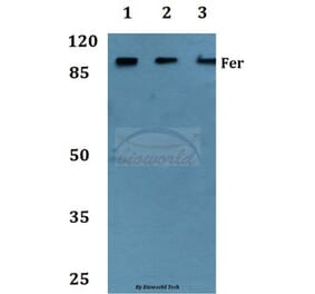 Anti-Fer (D798) Antibody from Bioworld Technology (BS1936) - Antibodies.com