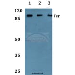 Anti-Fer (D798) Antibody from Bioworld Technology (BS1936) - Antibodies.com