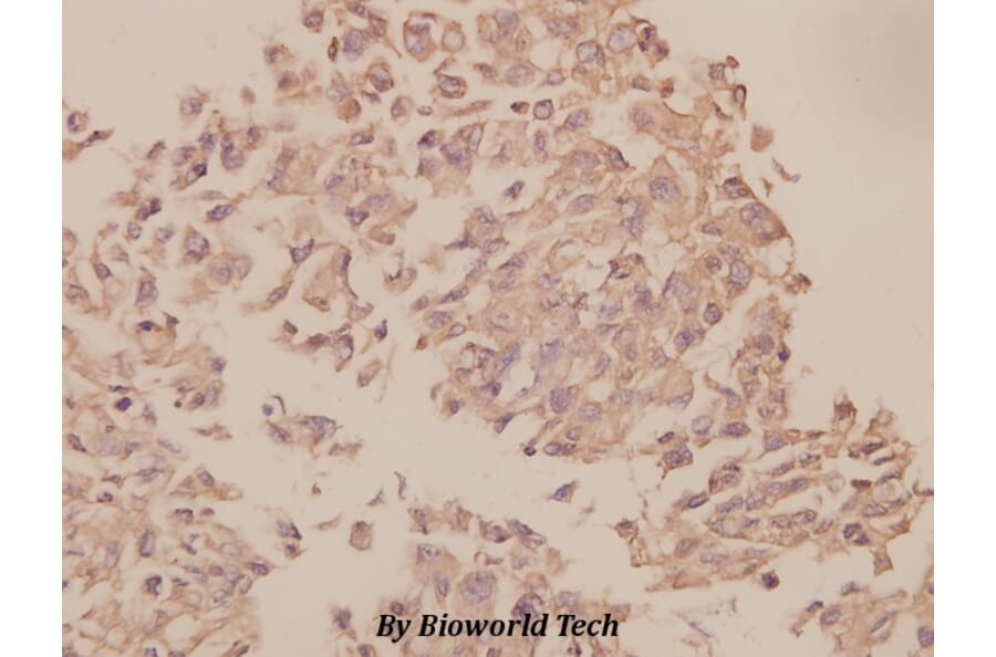 Anti-UBF-1 (E536) Antibody from Bioworld Technology (BS1939) - Antibodies.com