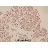Anti-UBF-1 (E536) Antibody from Bioworld Technology (BS1939) - Antibodies.com