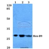 Anti-Hox-B9 (R237) Antibody from Bioworld Technology (BS1940) - Antibodies.com