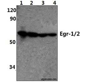 Anti-Egr-1/2 (R409) Antibody from Bioworld Technology (BS1944) - Antibodies.com