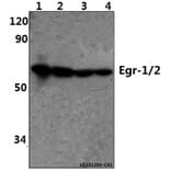 Anti-Egr-1/2 (R409) Antibody from Bioworld Technology (BS1944) - Antibodies.com