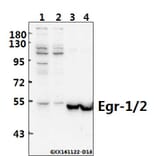 Anti-Egr-1/2 (R409) Antibody from Bioworld Technology (BS1944) - Antibodies.com