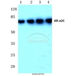 Anti-AR-α2C (R369) Antibody from Bioworld Technology (BS1945) - Antibodies.com