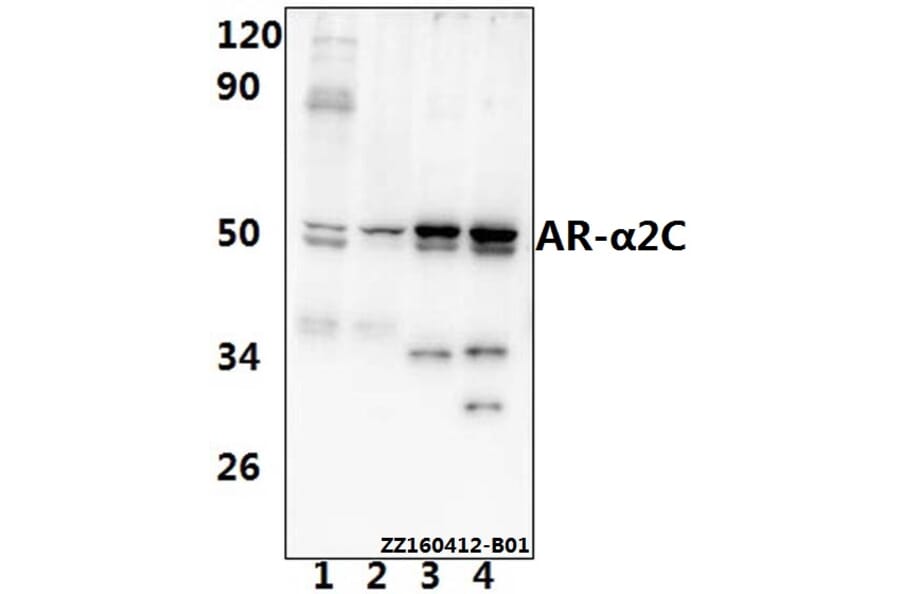 Anti-AR-α2C (R369) Antibody from Bioworld Technology (BS1945) - Antibodies.com
