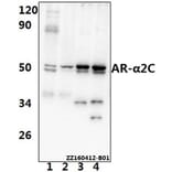 Anti-AR-α2C (R369) Antibody from Bioworld Technology (BS1945) - Antibodies.com