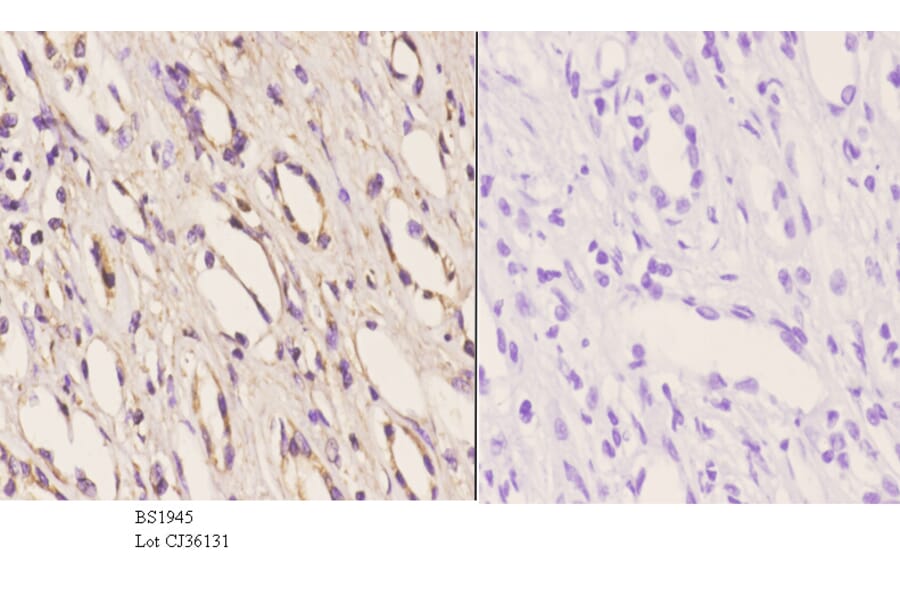 Anti-AR-α2C (R369) Antibody from Bioworld Technology (BS1945) - Antibodies.com