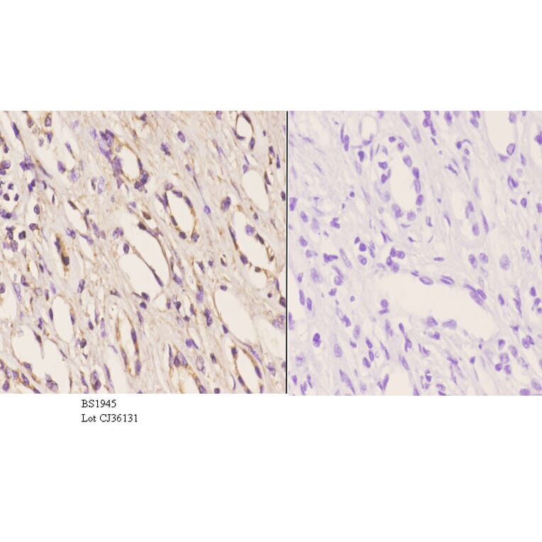 Anti-AR-α2C (R369) Antibody from Bioworld Technology (BS1945) - Antibodies.com