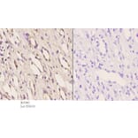 Anti-AR-α2C (R369) Antibody from Bioworld Technology (BS1945) - Antibodies.com