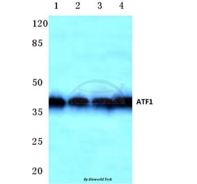 Anti-ATF1 (T209) Antibody from Bioworld Technology (BS1946) - Antibodies.com