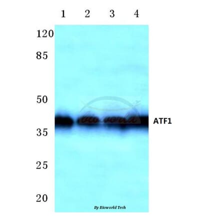 Anti-ATF1 (T209) Antibody from Bioworld Technology (BS1946) - Antibodies.com