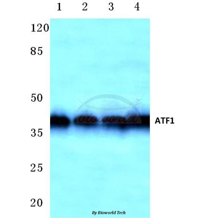 Anti-ATF1 (T209) Antibody from Bioworld Technology (BS1946) - Antibodies.com