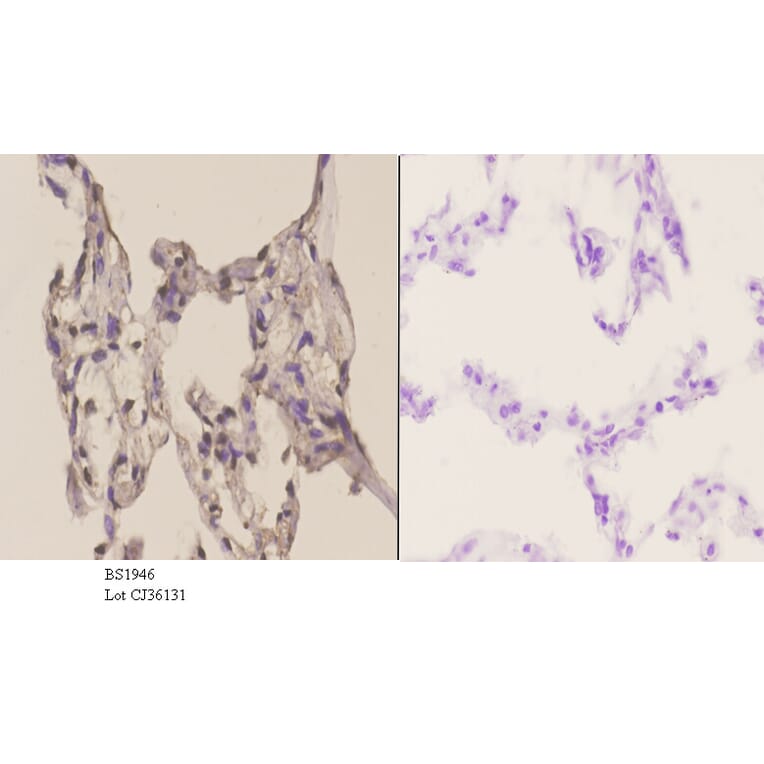 Anti-ATF1 (T209) Antibody from Bioworld Technology (BS1946) - Antibodies.com