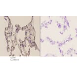 Anti-ATF1 (T209) Antibody from Bioworld Technology (BS1946) - Antibodies.com