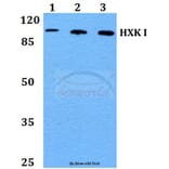 Anti-HXK I (F67) Antibody from Bioworld Technology (BS1947) - Antibodies.com