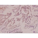 Anti-HXK I (F67) Antibody from Bioworld Technology (BS1947) - Antibodies.com