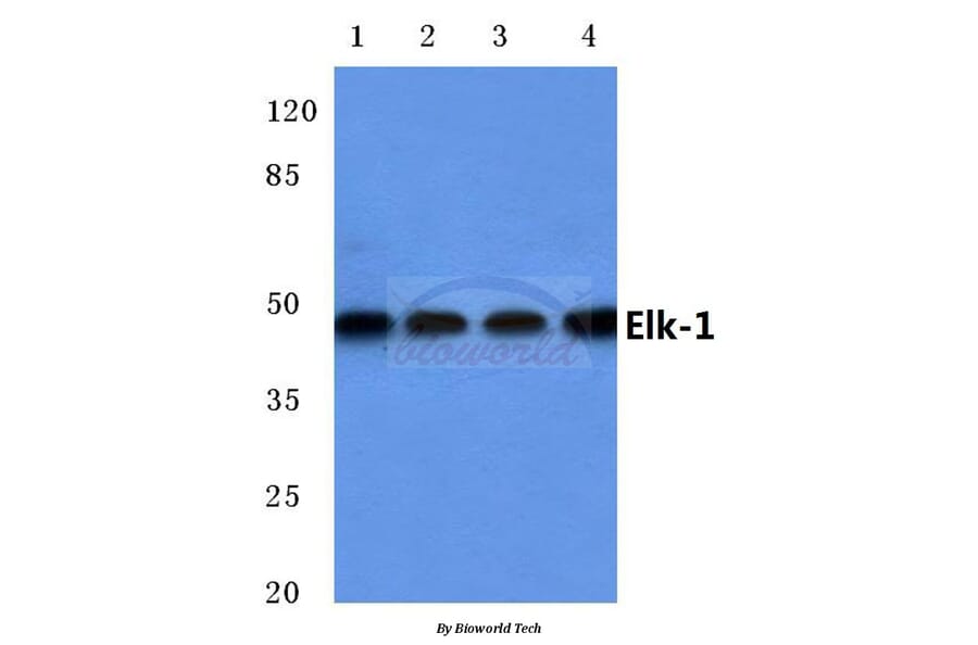 Anti-Elk-1 (E33) Antibody from Bioworld Technology (BS1948) - Antibodies.com