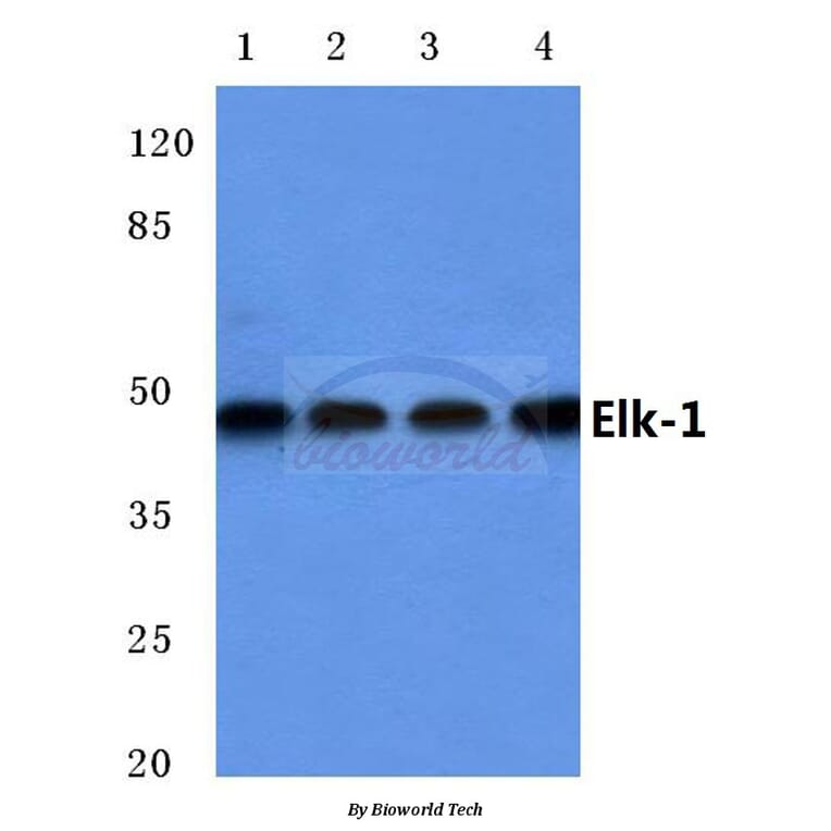 Anti-Elk-1 (E33) Antibody from Bioworld Technology (BS1948) - Antibodies.com