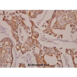 Anti-Elk-1 (E33) Antibody from Bioworld Technology (BS1948) - Antibodies.com