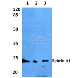 Anti-Ephrin-A1 (K98) Antibody from Bioworld Technology (BS1950) - Antibodies.com