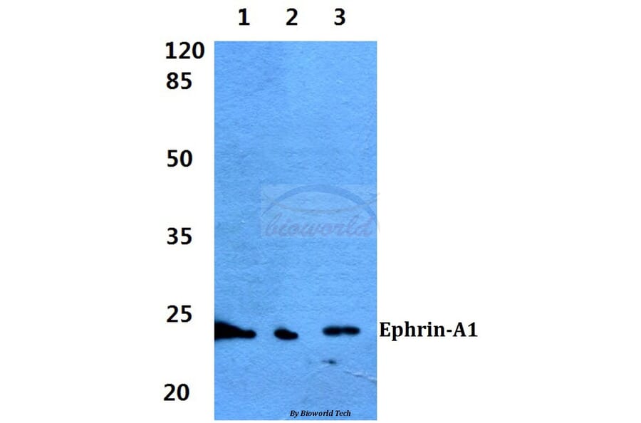 Anti-Ephrin-A1 (K98) Antibody from Bioworld Technology (BS1950) - Antibodies.com