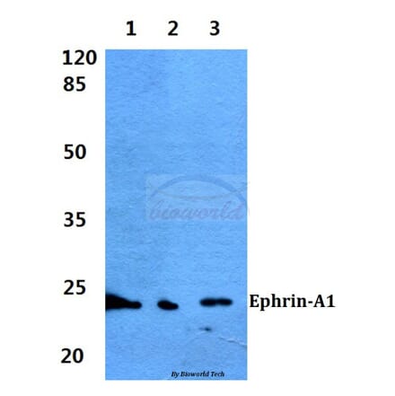 Anti-Ephrin-A1 (K98) Antibody from Bioworld Technology (BS1950) - Antibodies.com