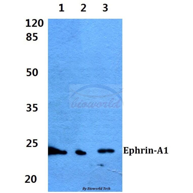 Anti-Ephrin-A1 (K98) Antibody from Bioworld Technology (BS1950) - Antibodies.com