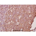 Anti-Ephrin-A1 (K98) Antibody from Bioworld Technology (BS1950) - Antibodies.com