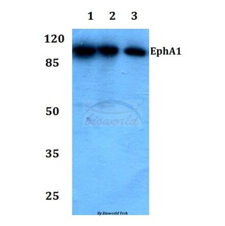 Anti-EphA1 (F568) Antibody from Bioworld Technology (BS1952) - Antibodies.com