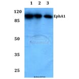 Anti-EphA1 (F568) Antibody from Bioworld Technology (BS1952) - Antibodies.com